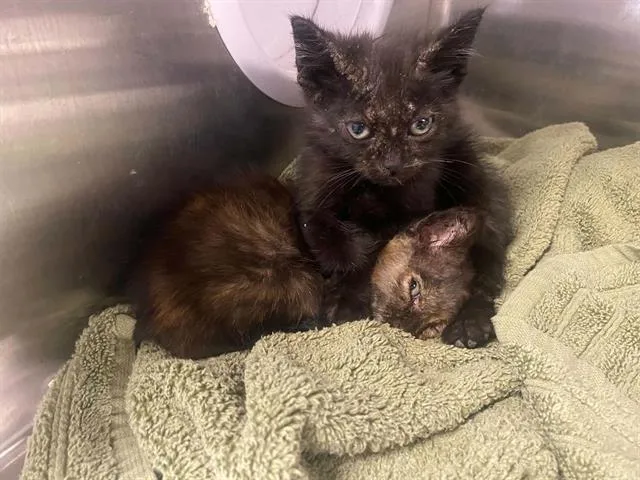 A baby small-sized male Domestic Short Hair cat named Cash for adoption in Tustin, CA