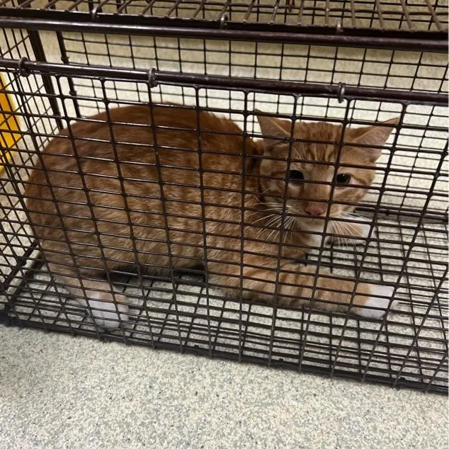 An adult medium-sized male Domestic Short Hair cat named Buzz for adoption in Windsor, VA