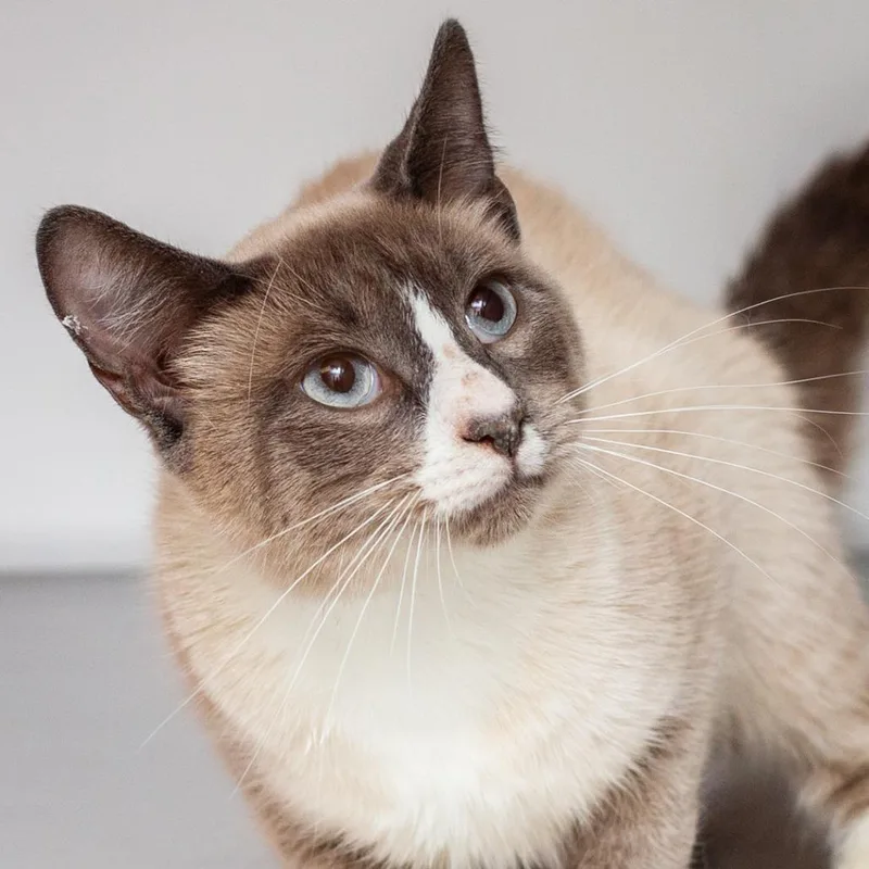 A young medium-sized male Gray / Blue / Silver Snowshoe cat named Fabuloso for adoption in Hattiesburg, MS