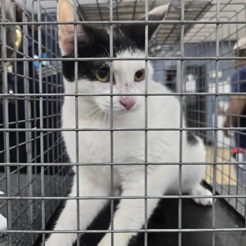 A young medium-sized female Black Domestic Short Hair cat named Kash for adoption in Newark, NJ