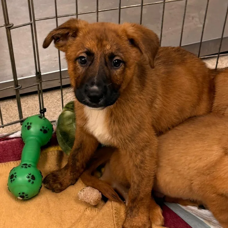 A baby medium-sized male Brown / Chocolate Shepherd dog named Frito for adoption in Pasadena , MD