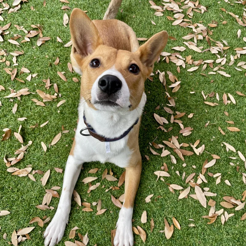 An adult medium-sized male Apricot / Beige Basenji dog named Scout for adoption in Baytown, TX