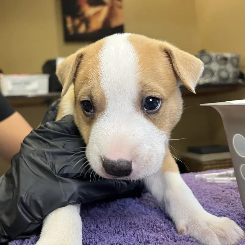 A baby small-sized male Brown / Chocolate Mixed Breed dog named Dopey for adoption in Palm Springs, CA