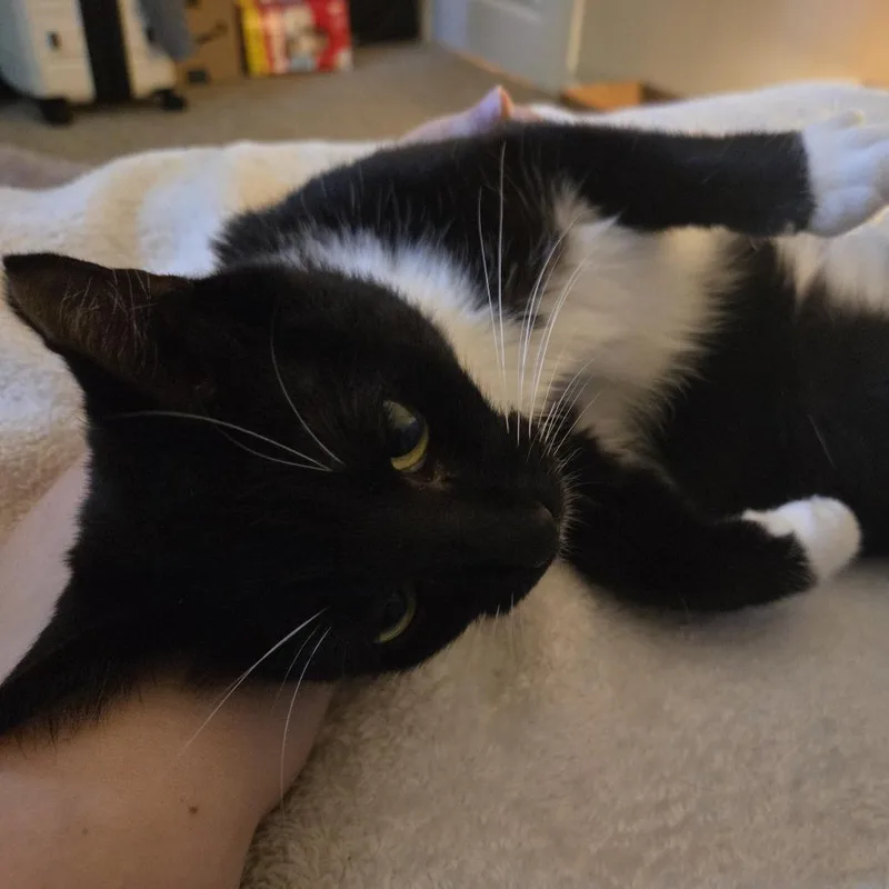 An adult medium-sized female Domestic Short Hair cat named Deena for adoption in Cumming, GA