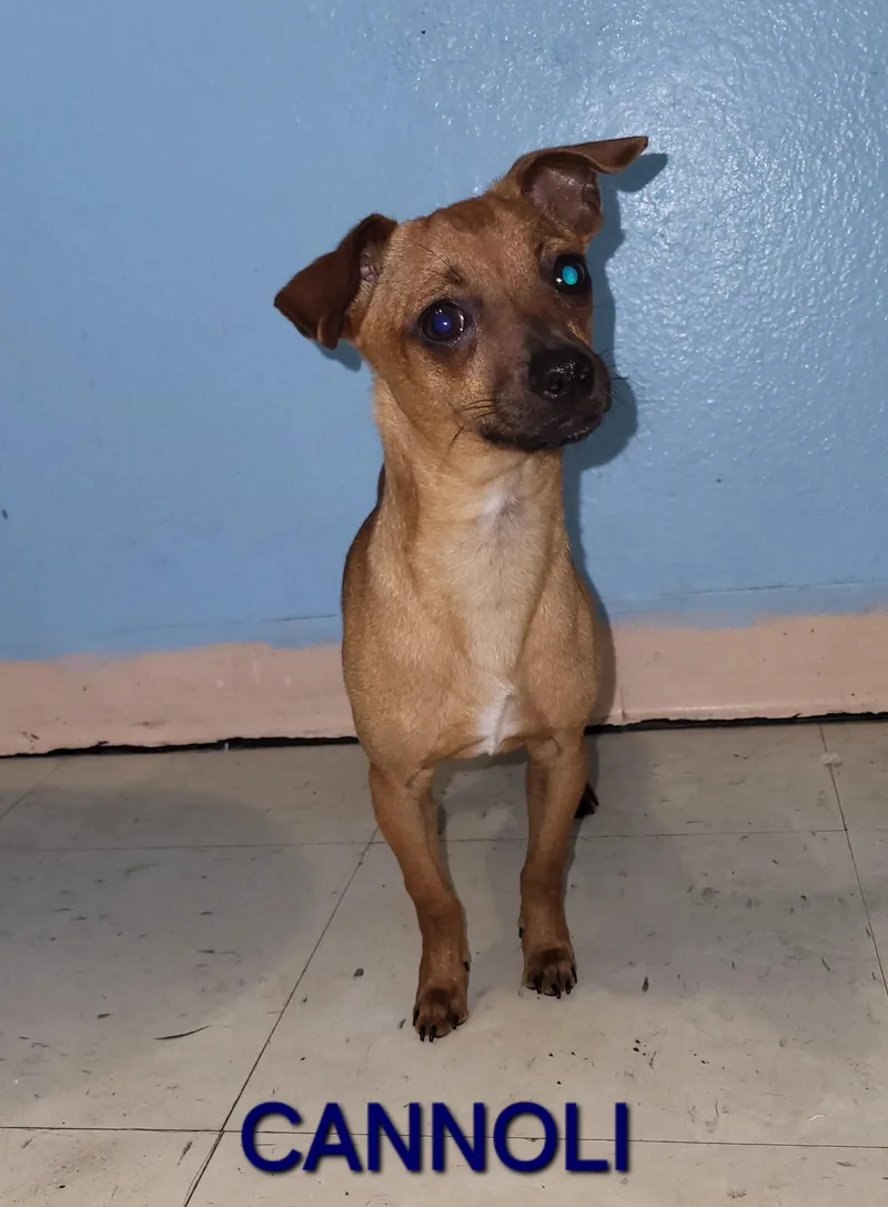 A baby small-sized male Red / Chestnut / Orange Chihuahua dog named Cannoli for adoption in Sarasota, FL
