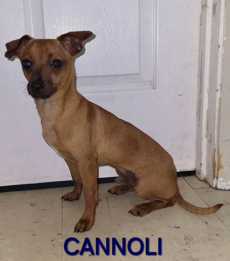 Cannoli thumbnail 4