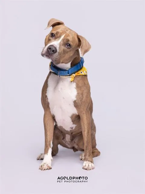An adult large-sized female Terrier dog named Cleo for adoption in Miami, FL