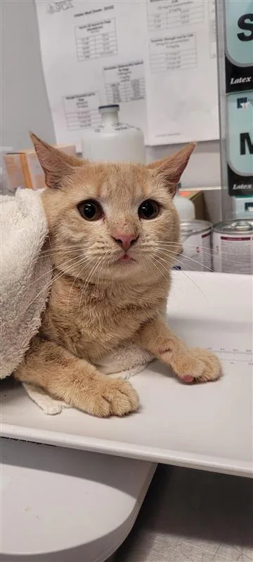 An adult small-sized male Domestic Short Hair cat named Leo for adoption in West Chester, PA