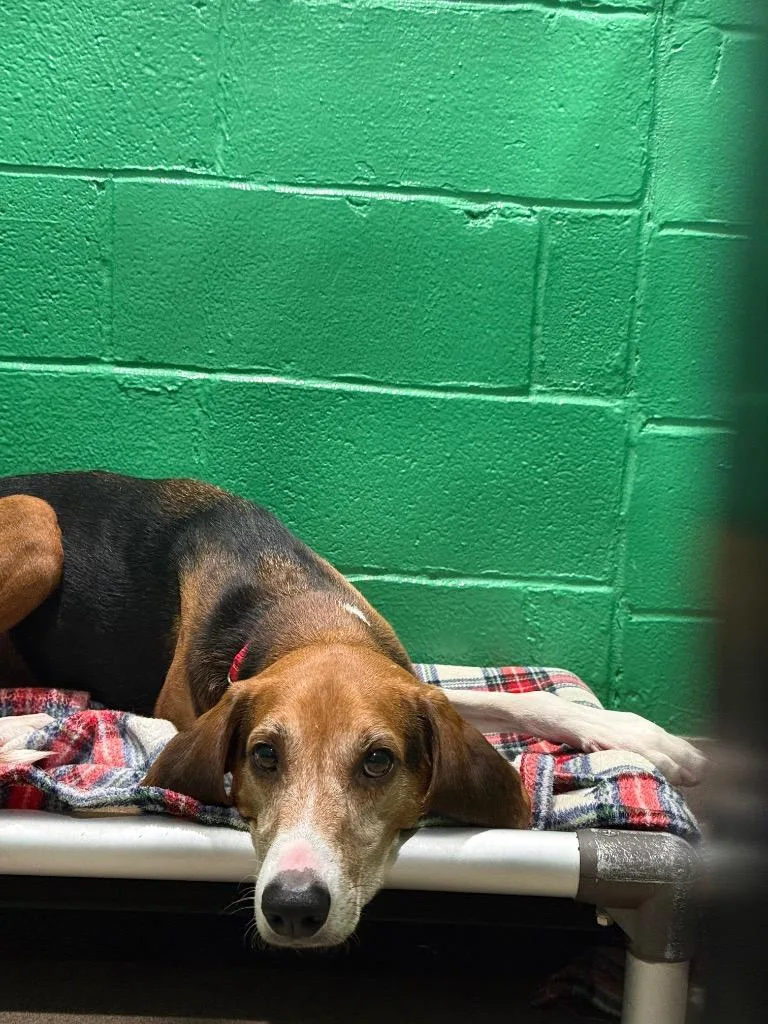 An adult medium-sized male Treeing Walker Coonhound dog named Tom for adoption in North Syracuse, NY