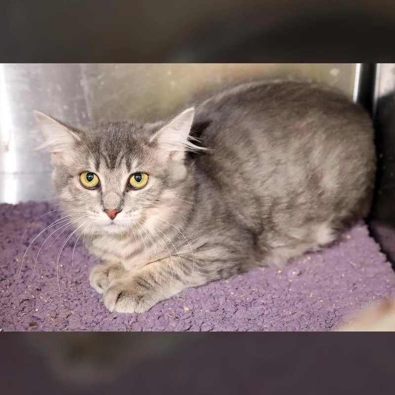 A baby medium-sized female Tabby (Gray / Blue / Silver) Domestic Long Hair cat named Wendy for adoption in Lambertville, NJ