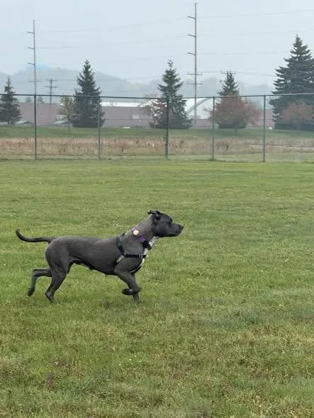 An adult large-sized female American Staffordshire Terrier dog named Mj for adoption in Traverse City, MI