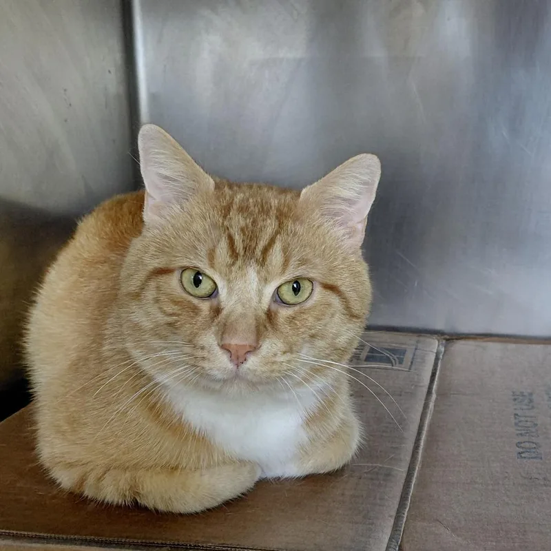 An adult large-sized male Orange / Red Domestic Short Hair cat named Toad for adoption in Philadelphia, PA