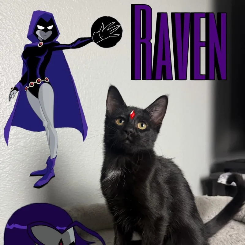 A baby small-sized female Black Domestic Short Hair cat named Raven for adoption in League City, TX
