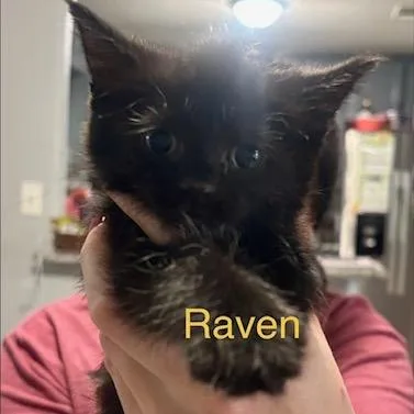 Raven thumbnail 2