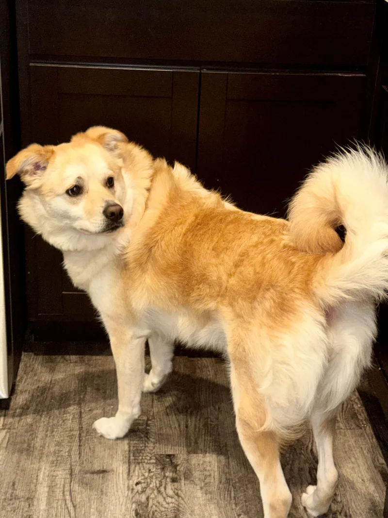 A young medium-sized female Golden Retriever dog named Khaleesi for adoption in Edmond, OK