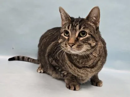 An adult small-sized male Domestic Short Hair cat named Sam for adoption in Coon Rapids, MN