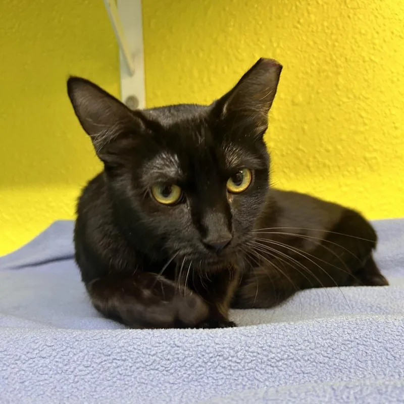 A young medium-sized female Black Domestic Short Hair cat named Twister for adoption in Fresno, CA