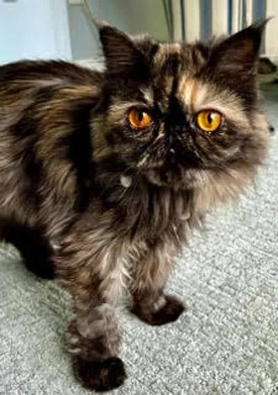 A young medium-sized female Persian cat named Bettina for adoption in Albany, NY