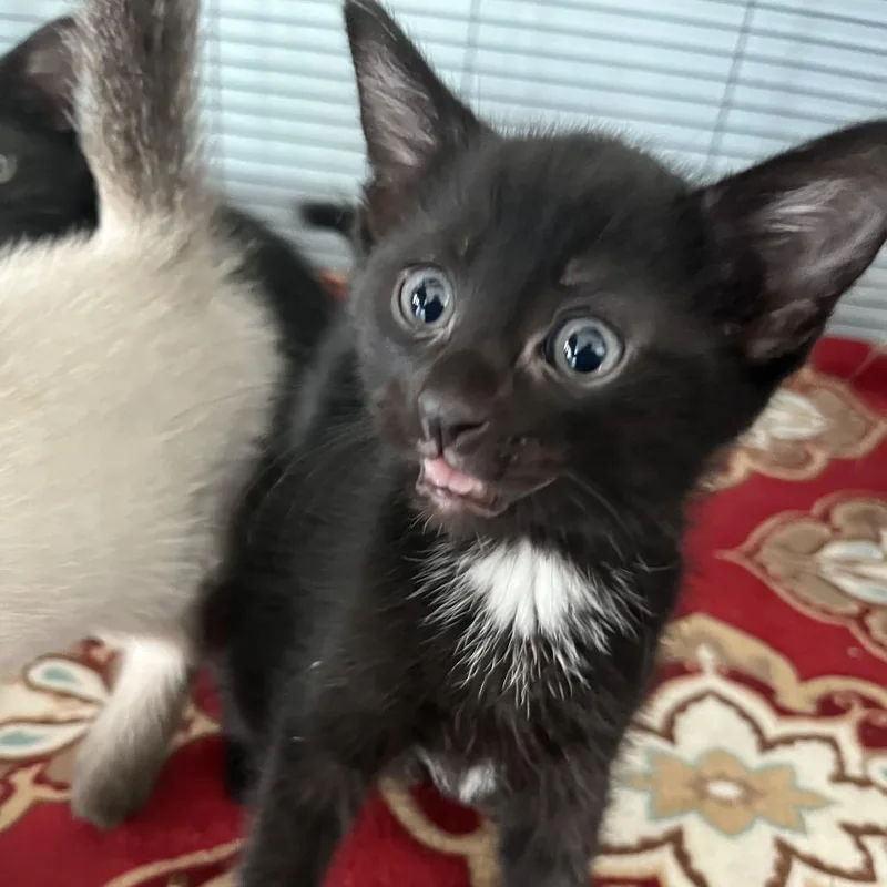 A baby small-sized male Black Domestic Short Hair cat named Sol for adoption in Fort Smith, AR
