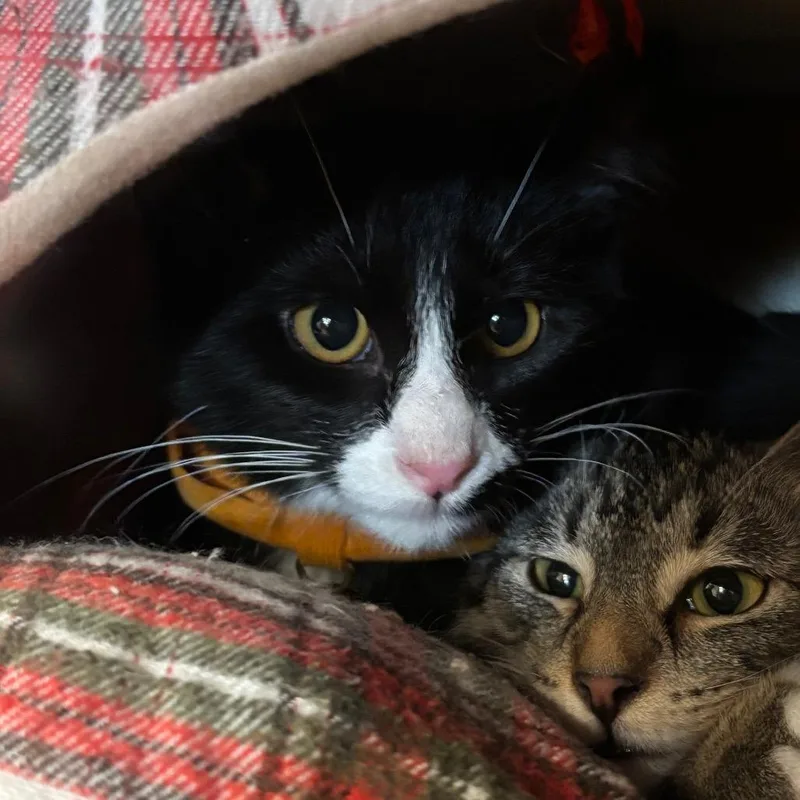 A young medium-sized male Black & White / Tuxedo Domestic Short Hair cat named Toast for adoption in Milwaukee, WI