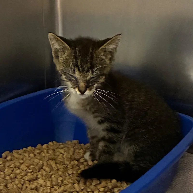 A baby small-sized female Brown / Chocolate American Shorthair cat named Pocket for adoption in Danville, KY