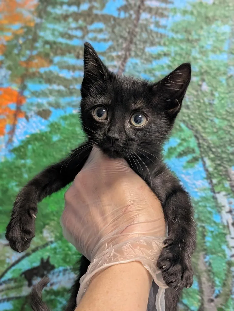 A baby small-sized female Domestic Short Hair cat named Suzzy for adoption in New Braunfels, TX
