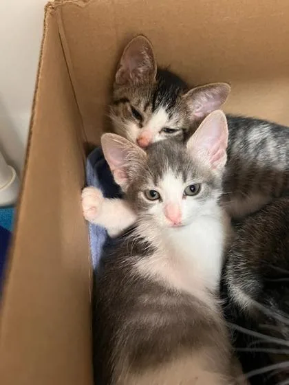 A baby small-sized female Domestic Short Hair cat named Biscuit for adoption in Honolulu, HI