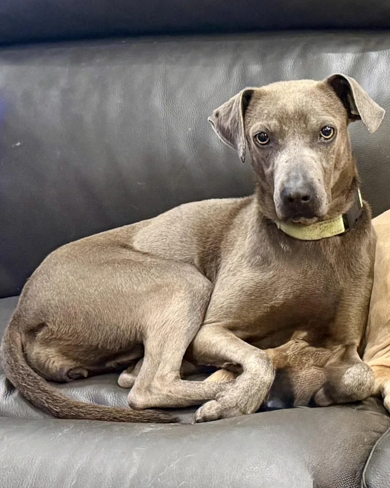 An adult medium-sized female Labrador Retriever dog named Ashly for adoption in Salt Lake City, UT
