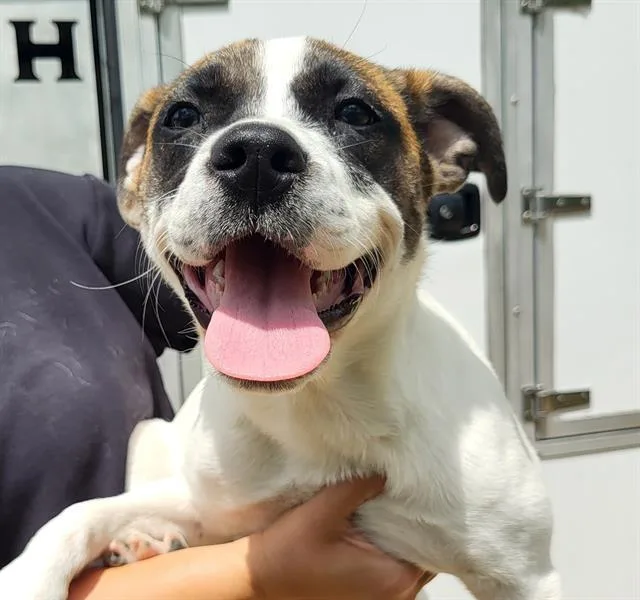 A baby medium-sized female Terrier dog named Sandy for adoption in San Antonio, TX
