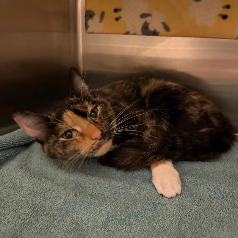A young medium-sized female Black Domestic Short Hair cat named Sammy for adoption in Council Bluffs, IA