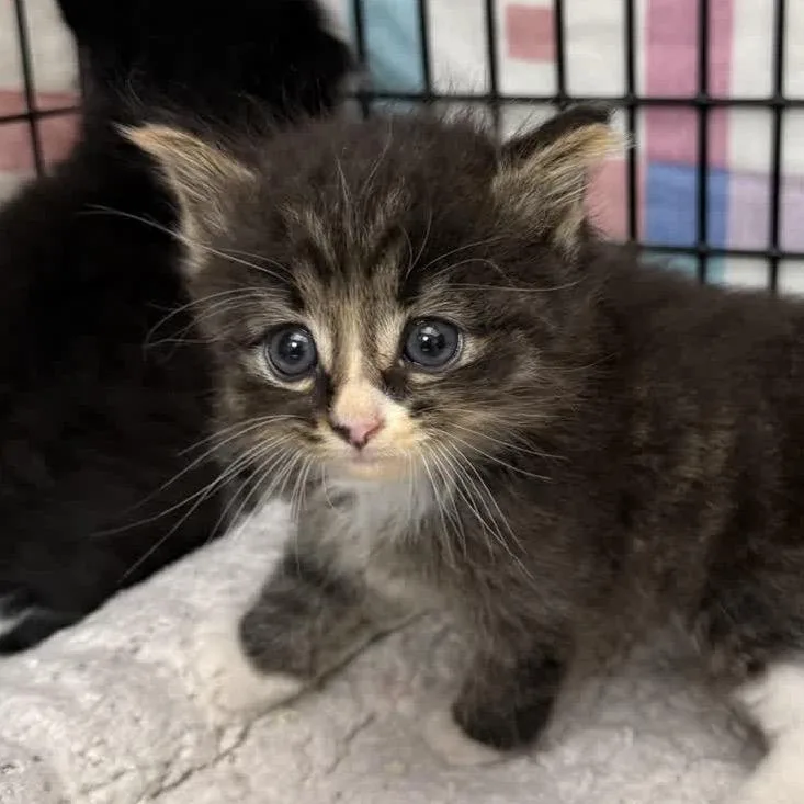 A baby small-sized male Brown / Chocolate Domestic Short Hair cat named Frank for adoption in Norfolk, NE