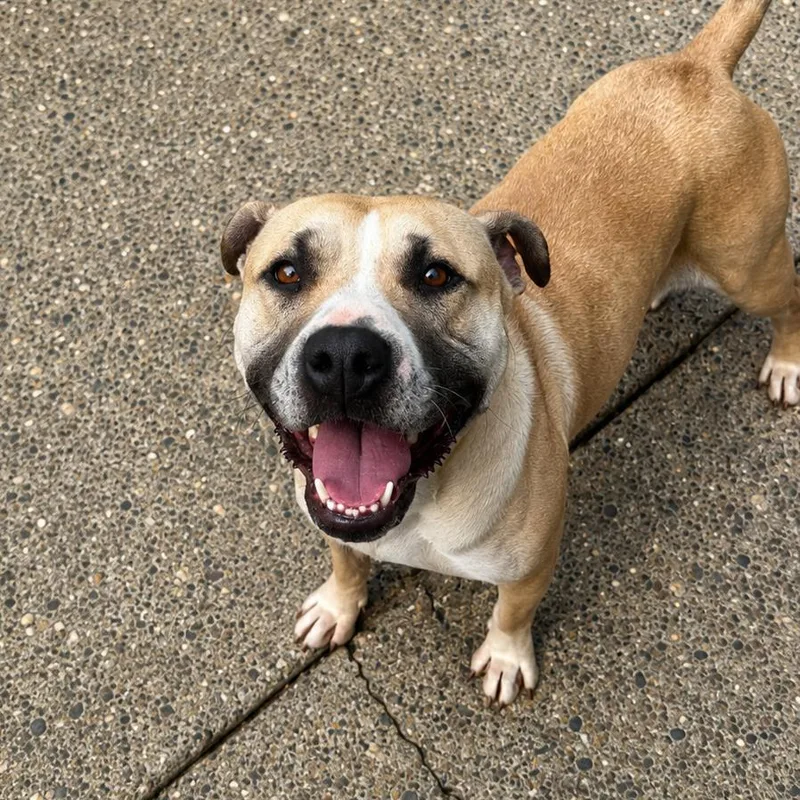 An adult medium-sized female Apricot / Beige Mixed Breed dog named Luna for adoption in Charleston, WV