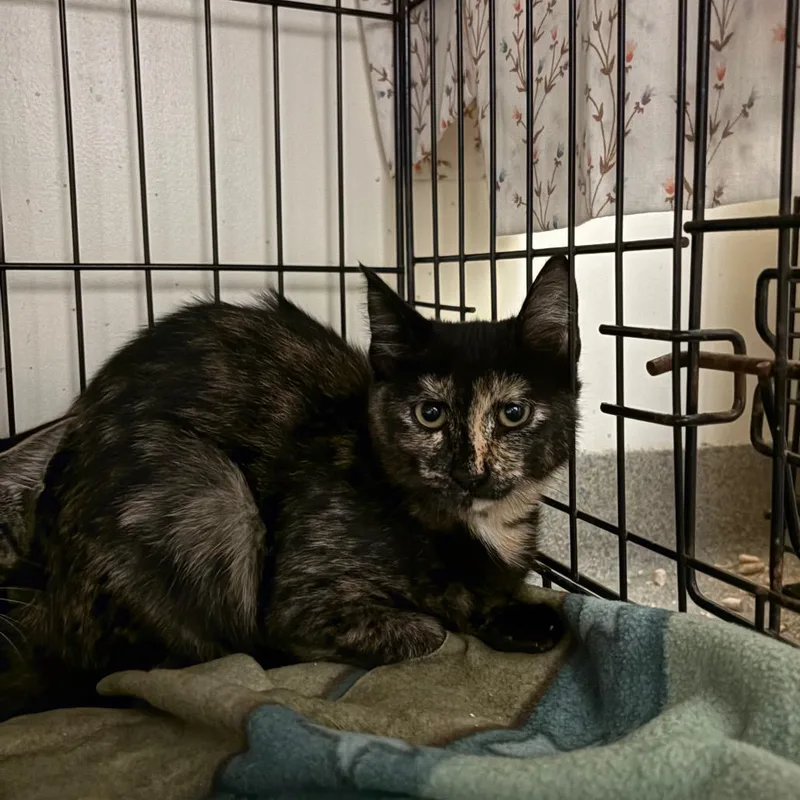 A baby small-sized female Tortoiseshell Domestic Short Hair cat named Wow for adoption in Lynchburg, VA