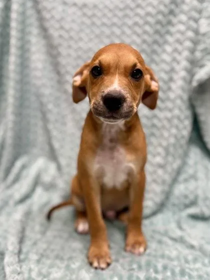 A baby medium-sized male Labrador Retriever dog named Zapper for adoption in Picayune, MS