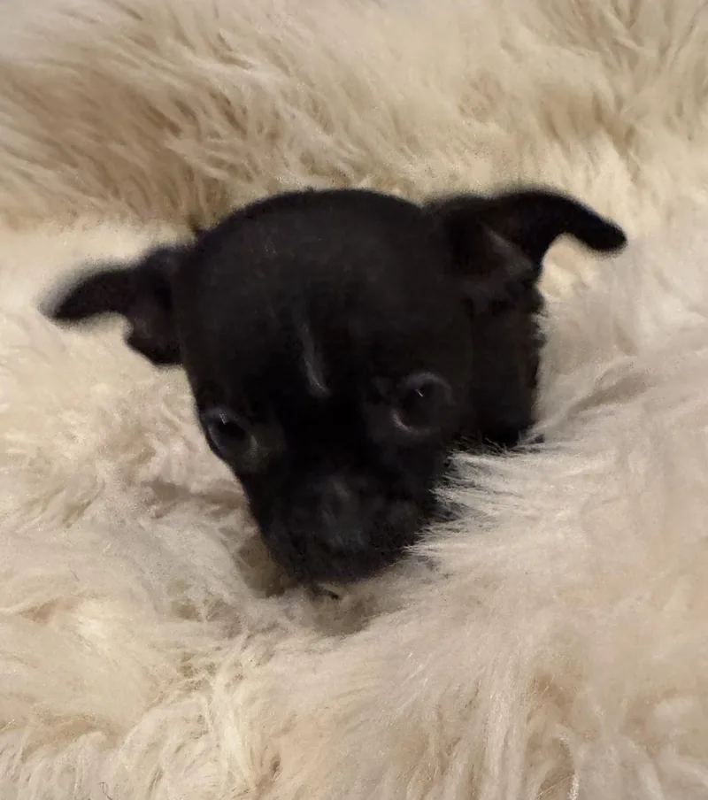 A baby small-sized male Chihuahua dog named Tray for adoption in Glenwood City, WI