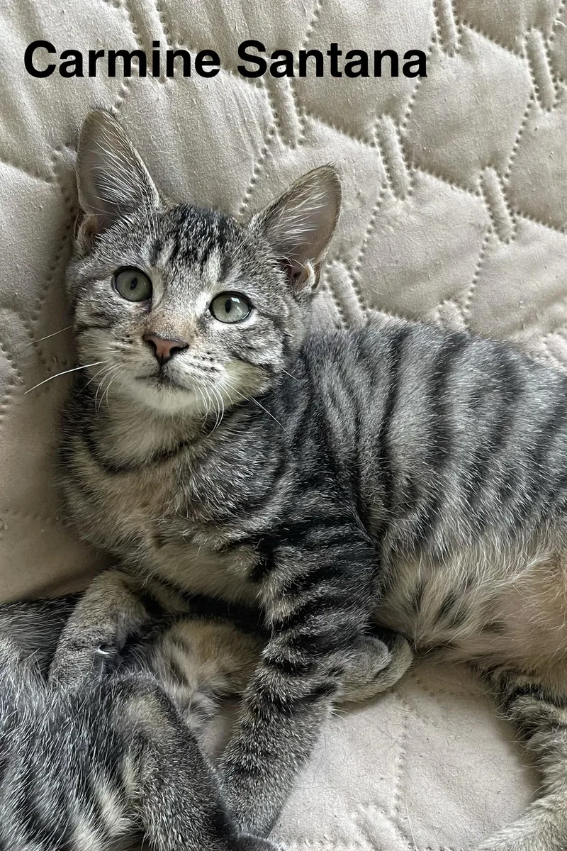 A baby medium-sized male Tabby (Gray / Blue / Silver) Tabby cat named Carmine Santana for adoption in Richmond, VA