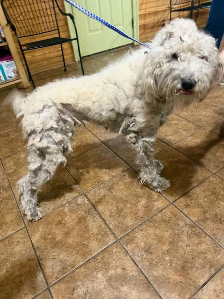 A young medium-sized female Aussiedoodle dog named Dolly for adoption in Eatontown, NJ