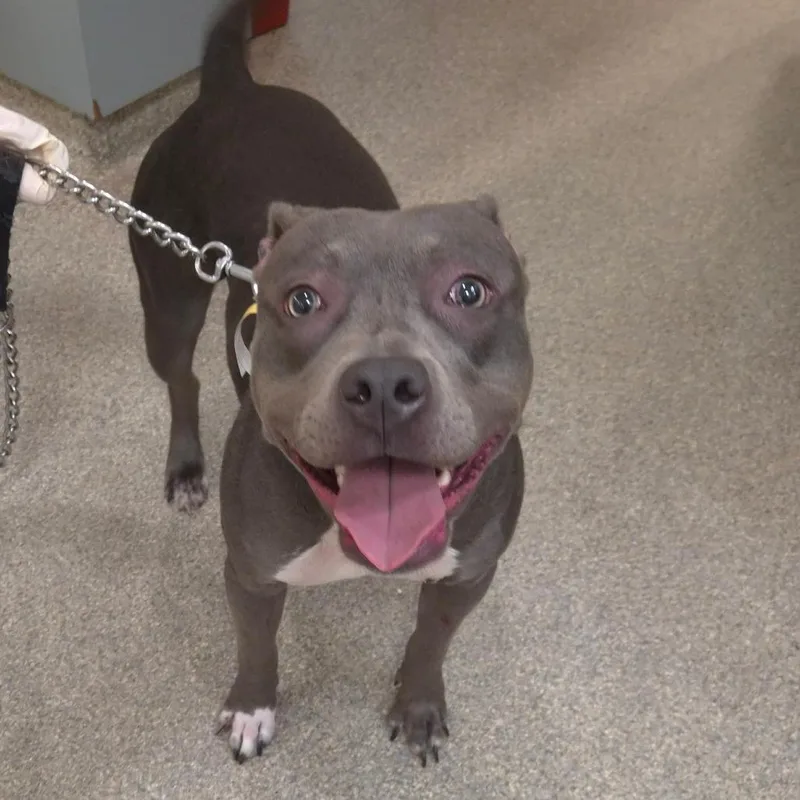 A young medium-sized female Gray / Blue / Silver Mixed Breed dog named Blueberry for adoption in Jacksonville, FL