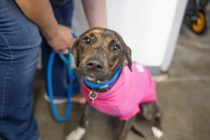 A young medium-sized female Mountain Cur dog named Baby Girl for adoption in Mountain Home, AR