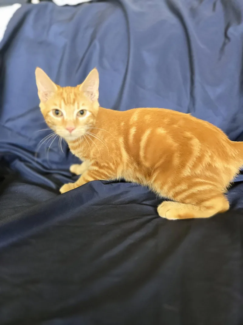 A young small-sized male Domestic Short Hair cat named Groot for adoption in Boston, KY
