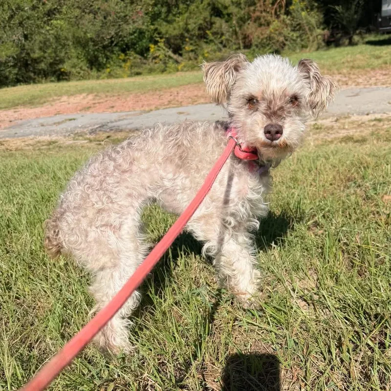 An adult small-sized female Miniature Schnauzer dog named Tilly for adoption in Calera, AL