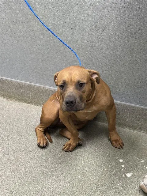 A young large-sized female Pit Bull Terrier dog named Jazlyn for adoption in Las Vegas, NV