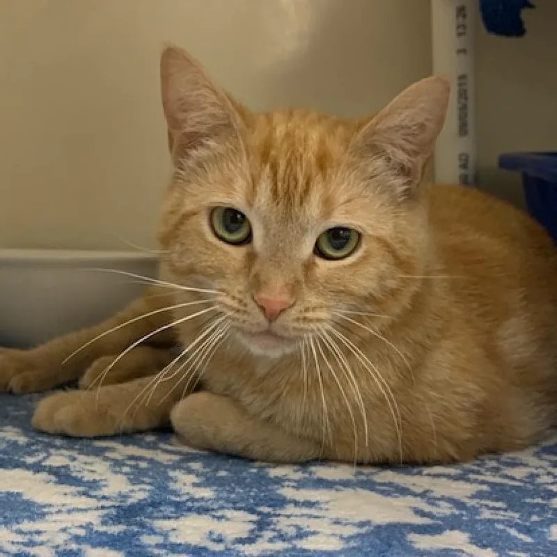 An adult medium-sized female Domestic Short Hair cat named Eileen for adoption in Cumming, GA