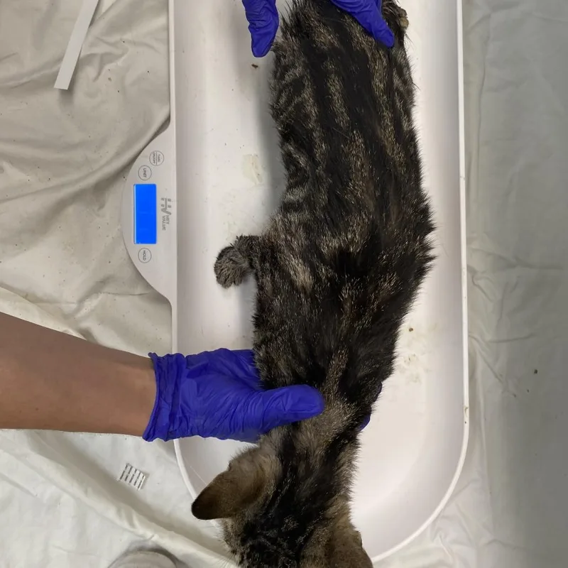 A young medium-sized female Torbie Domestic Short Hair cat named th Wing Characters for adoption in Westminster, CA