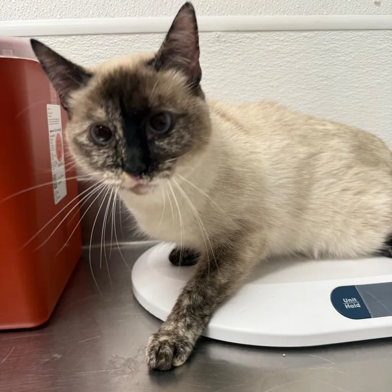 An adult medium-sized female White Siamese cat named HACCStray for adoption in Henderson, NV