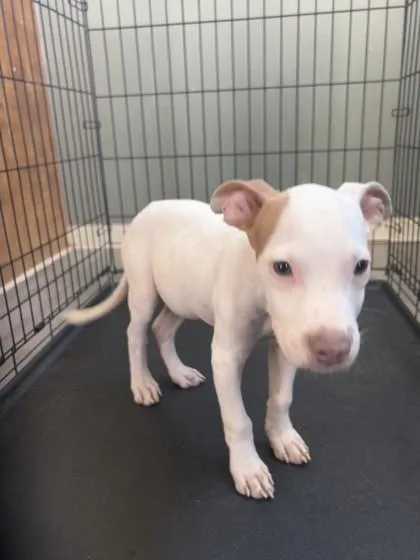 A baby small-sized male Pit Bull Terrier dog named Sparky for adoption in West Memphis, AR