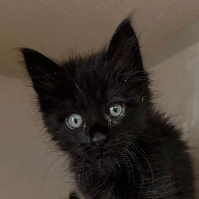 A baby small-sized male Black Domestic Long Hair cat named Tom for adoption in Redwood City, CA