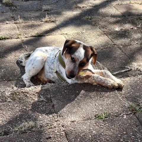A baby small-sized female White / Cream Beagle dog named Rain for adoption in Dayton, OH