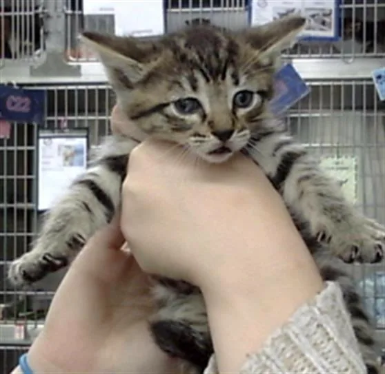 A baby small-sized male Domestic Short Hair cat named A for adoption in Pasadena, TX