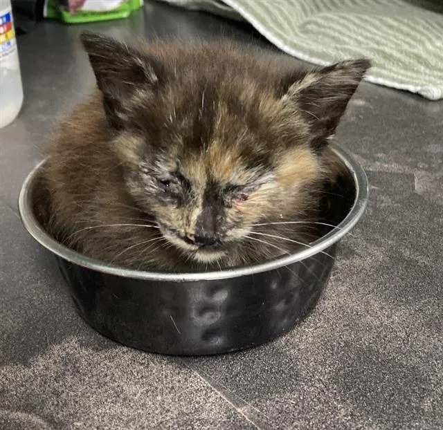 A baby small-sized female Domestic Medium Hair cat named Cocoa for adoption in Long Beach, CA